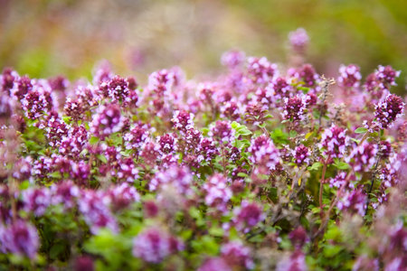 Thyme herb with flowers, blurred background. Fresh thyme sprigs closeup, aromatic herbs in summer gardenの写真素材