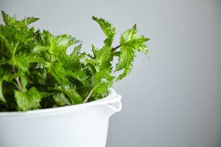 Fresh mint leaves, medicinal herbの写真素材