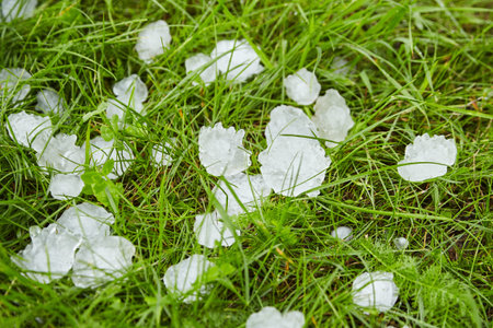 Hail on green grass after hailstorm. Lawn covered in hailstones after a hail storm. Form of...