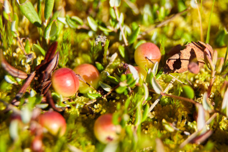 Wild cranberries growing on bog moss, autumn berries. Raw swamp cranberry harvest. Useful berries, healthy foodの写真素材