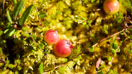 Wild cranberries growing on bog moss, autumn berries. Raw swamp cranberry harvest. Useful berries, healthy foodの写真素材