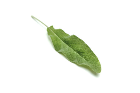 Sage herb leaf isolated on a white background. Fresh garden sage plant closeupの写真素材