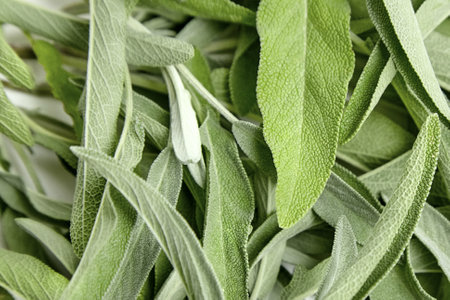 Sage herb leaves texture background. Fresh garden sage plant closeup, top viewの写真素材