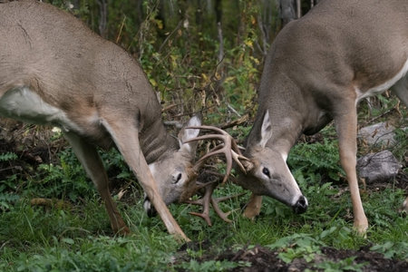 male white tail deer fightingの写真素材