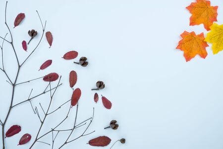 Frame of autumn leaves. Dried leaves, pumpkins, flowers on white background. Autumn, fall, Halloween, Thanksgiving day concept. Flat lay, top view, copy space.の写真素材