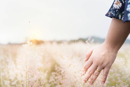 Close up of woman palm sliding through the flowers in the field on sunny day, beautiful woman, bohemian outfit, indie style, summer vacation, sunny, having fun, positive mood, romanticの写真素材