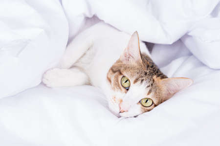 Multicolor tabby cute kitten lying under a blanket on the bed. Pets and lifestyle concept.の写真素材