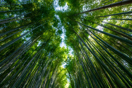 Bamboo stalks reach toward the sky in a dense forest landscape.の素材