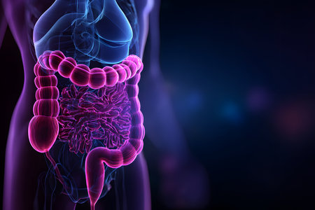 A clear view of the human digestive system highlighting the intestines in purple.の素材