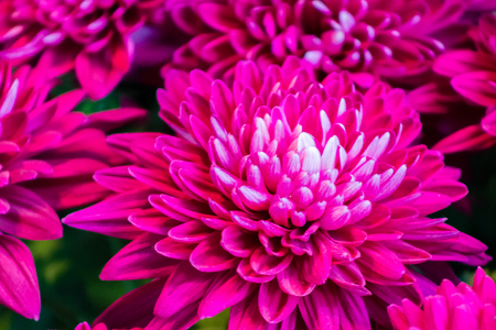 Pink flowers bloomingの写真素材