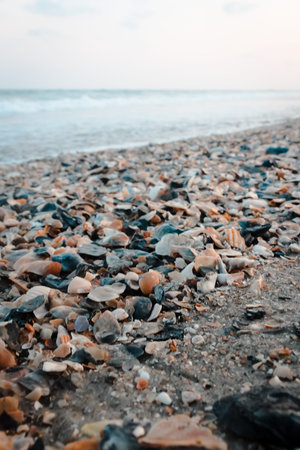 Shell bed on the beach at Ocean Isle Beach