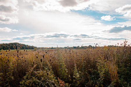 An Autumn meadow in Akron Ohioの写真素材