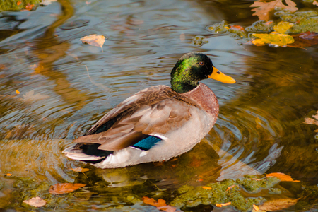 Close up shot of a mallard duck on the waterの写真素材
