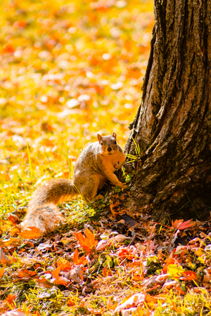 Squirrel ready to run up a treeの写真素材