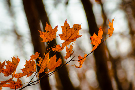 Close up shot of a small branch with orange leavesの写真素材