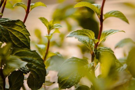 spearmint tea growing in a gardenの写真素材