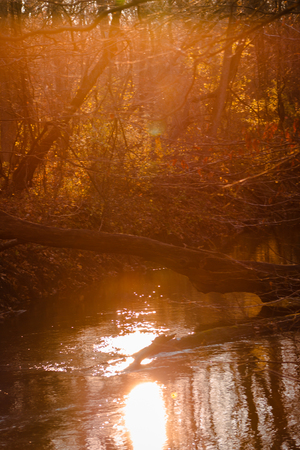 Stream in the woods during golden hour on an autumn dayの写真素材