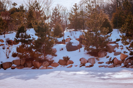 japanese pine trees in the Frederik Meijer Gardens during winterの写真素材