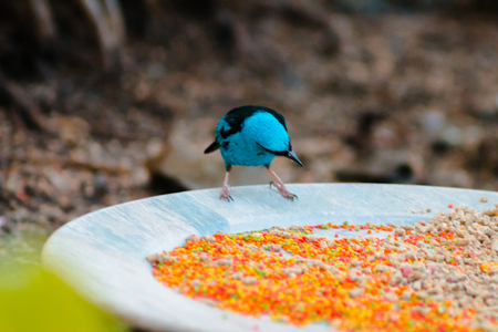 Swallow tanager eating seed set out at a feeding stationの写真素材