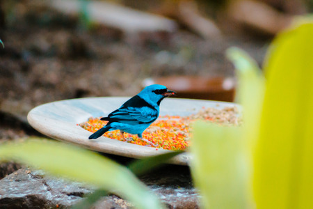 Swallow tanager perched on a feeding stationの写真素材