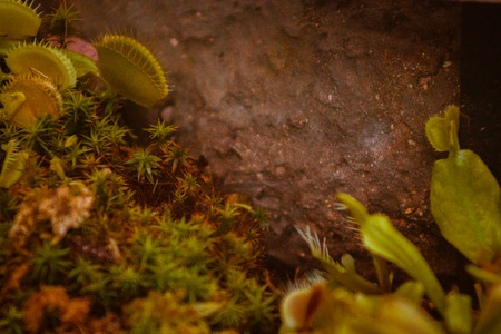 Venus fly traps in the Frederik Meijer Gardensの写真素材