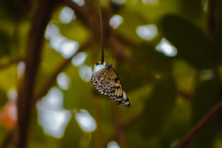 White butterfly with black spots perched on a branch in the tropical greenhouse at the Frederik Meijer Gardensの写真素材