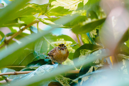 Close up of a brown tropical bird looking out through the leavesの写真素材