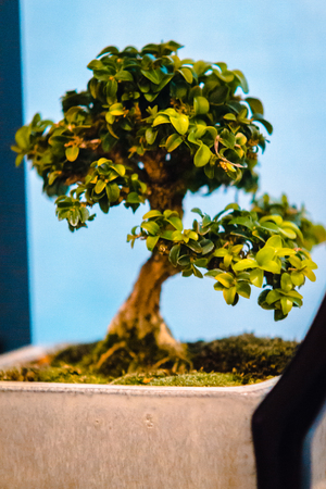 Tiny bonsai tree being shown at the Frederik Meijer Gardensの写真素材