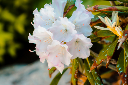 A bush with white flowers in bloom on a sunny May dayの写真素材
