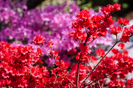 Close up shot of red and purple bushes in bloom at the Japanese gardensの写真素材