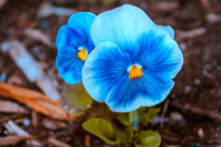 Isolated close up shot of a blue pansy in bloomの写真素材