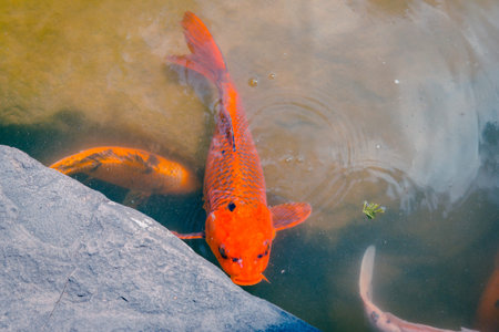Close up shot of a koi in a pond at the Frederik Meijer Gardens