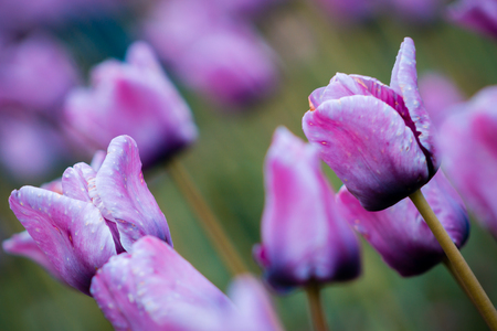 Macro shot of purple tulips blooming during the tulip festival i nHlland Michiganの写真素材