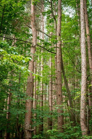 Forest at the Sleeping Bear Dunes National Lakeshore