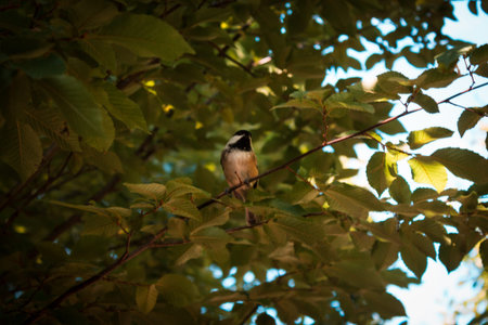 Black capped chickadee sitting in a tree enjoying a summer day