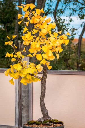 Bonsai tree during the fall in the japanese gardensの写真素材