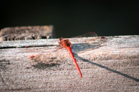 Dragonfly sitting on a fence in a gardenの写真素材