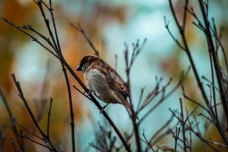 Large brown bird perched in a tree during the fall at the Frederik Meijer Gardensの写真素材
