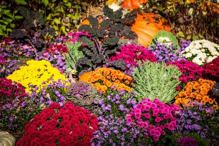 Mums on display at the Frederik Meijer Gardens in Grand Rapids Michiganの写真素材
