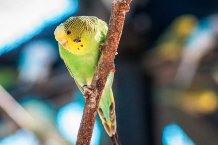 Green and yellow budgie perched on a branch in an enclosure at the John Ball Zoo in Grand Rapids...