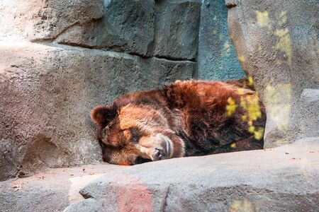 Grizzly bear sleeping in a cave at the John Ball Zooの写真素材