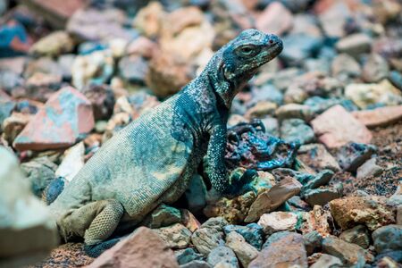 Lizard skittering on rocks in an enclosure at the Zooの写真素材