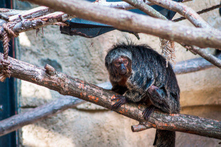 Spider monkey resting in the indoor  enclosure