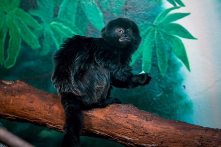 Tamarin eating food in an enclosure at the John Ball Zoo