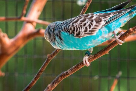Teal budgie perched on a branchの写真素材