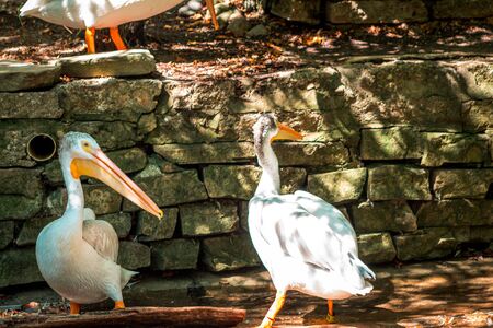 Two pelicans in their enclosure on a sunny dayの写真素材