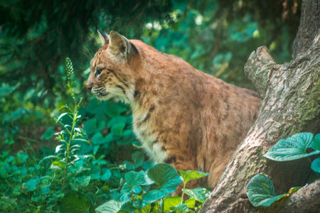 Bobcat sitting in the wooded part of an enclosureの写真素材