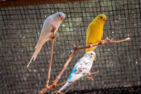 Budgies at the zoo on a summer day in a caged enclosure at the zooの写真素材