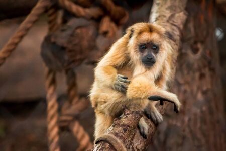 Baby howler monkey at the John Ball Zoo in Grand Rapids Michiganの写真素材