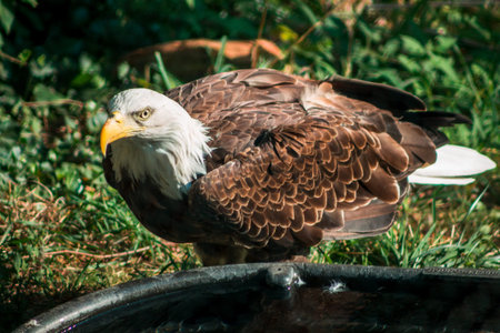 Bald eagle in an enclosure at the John Ball Zoo